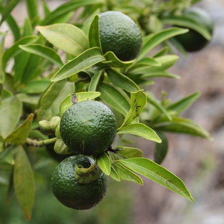 Chinotto Sacone