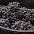 vendemmia 2011